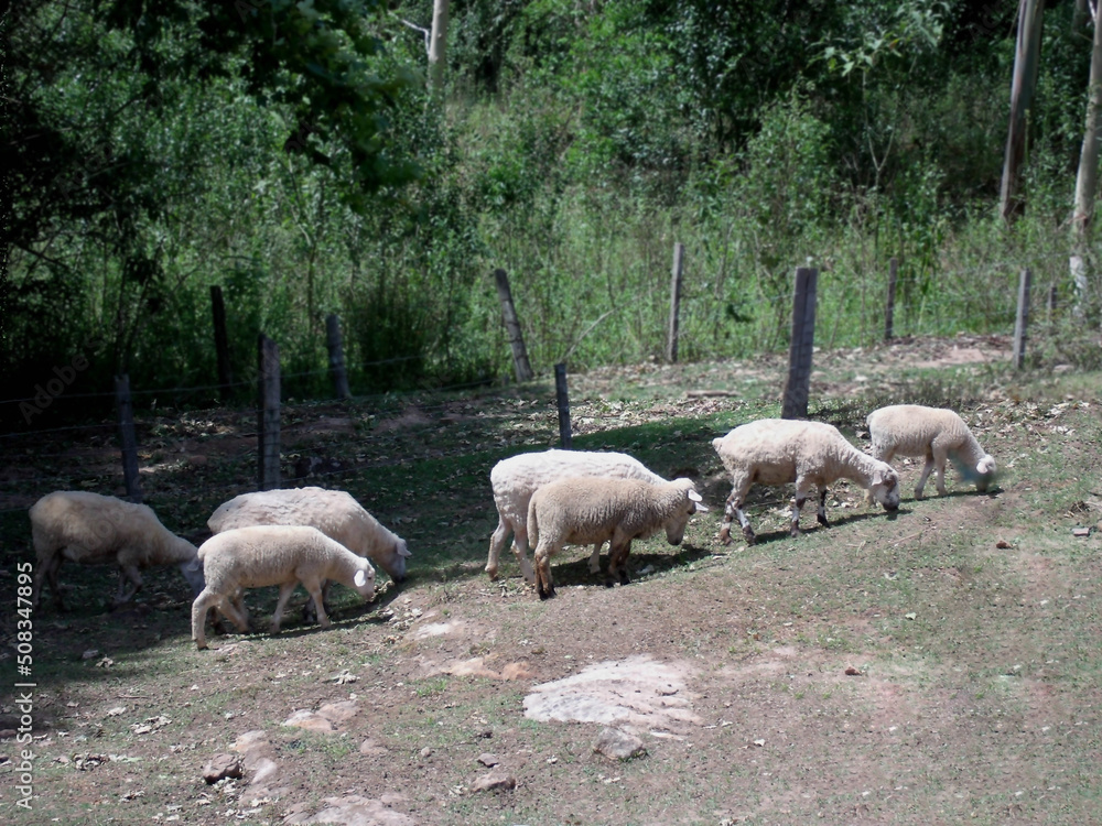 Obraz premium sheep in the field
