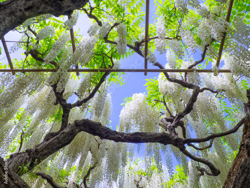 White Japanese wisteria trellis in a blue sky (Ashikaga, Tochigi, Japan) photo