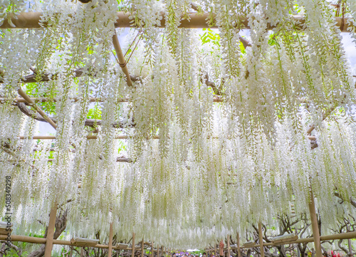 White Japanese wisteria trellis  Ashikaga  Tochigi  Japan 