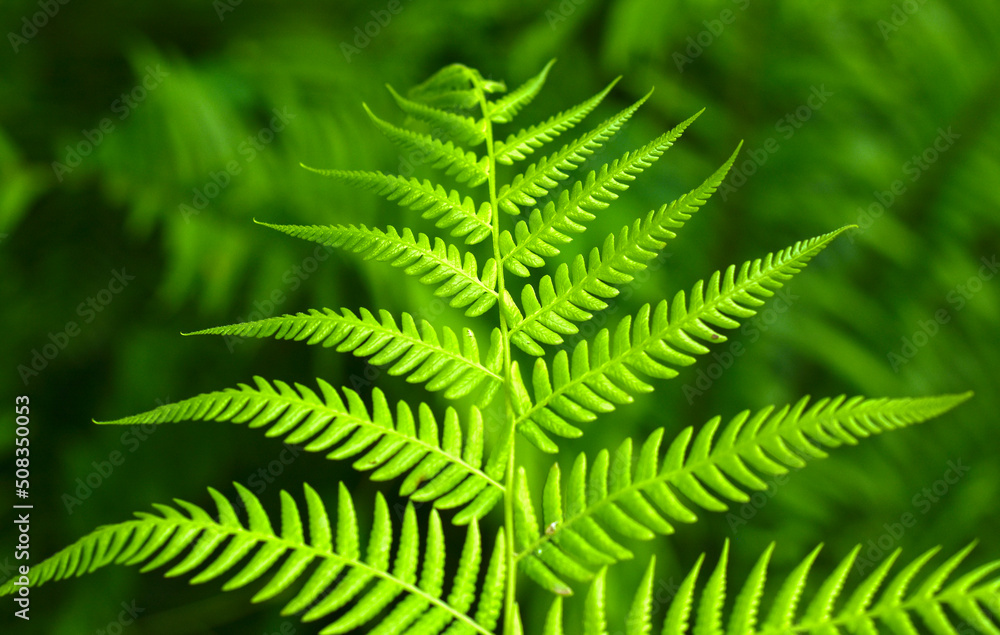 Leaves are natural green leaves.