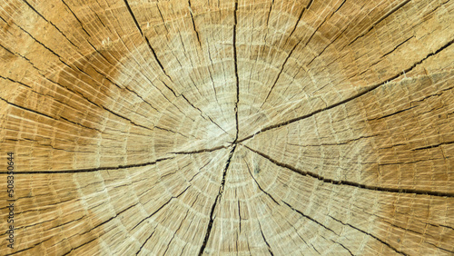 Tree trunk sectional cut with annual rings. 