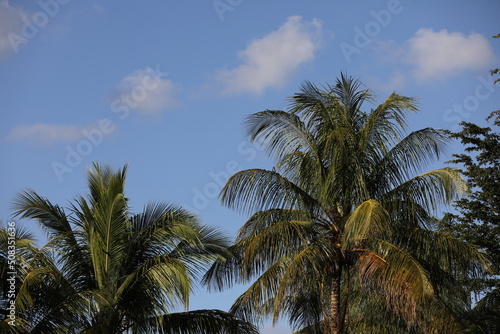 Palm Trees with Clouds
