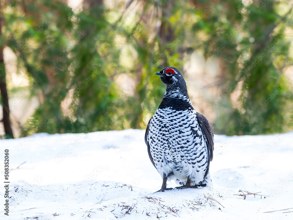 Male Spruce Grouse portrait in winter Male Spruce Grouse portrait in winter