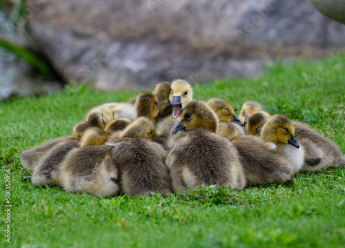 Canada Goose goslings are sleeping on green grass © FotoRequest