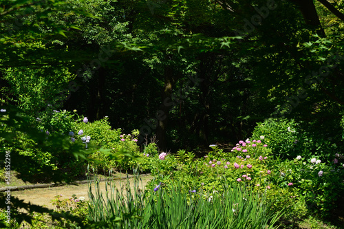 Fototapeta Naklejka Na Ścianę i Meble -  A sunny day in early summer, A landscape of blooming hydrangea.