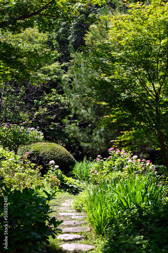 A sunny day in early summer, A landscape of blooming hydrangea.