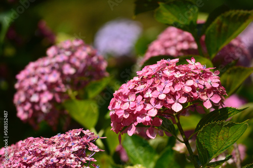 A sunny day in early summer, Purple hydrangea close-up.