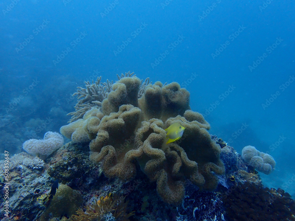 The yellow tang scientific name Zebrasoma flavescens is a saltwater