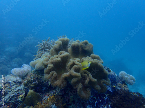 The yellow tang scientific name Zebrasoma flavescens is a saltwater fish species of the family Acanthuridae