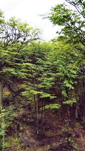 Forest of beech trees above Ushuaia, Argentina