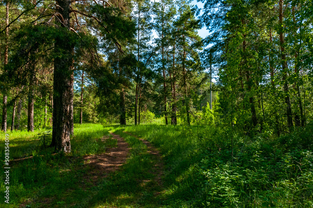 Morning forest in Samarskaya Luka National Park on a May morning! Morning forest in Samarskaya Luka National Park on a May morning!
