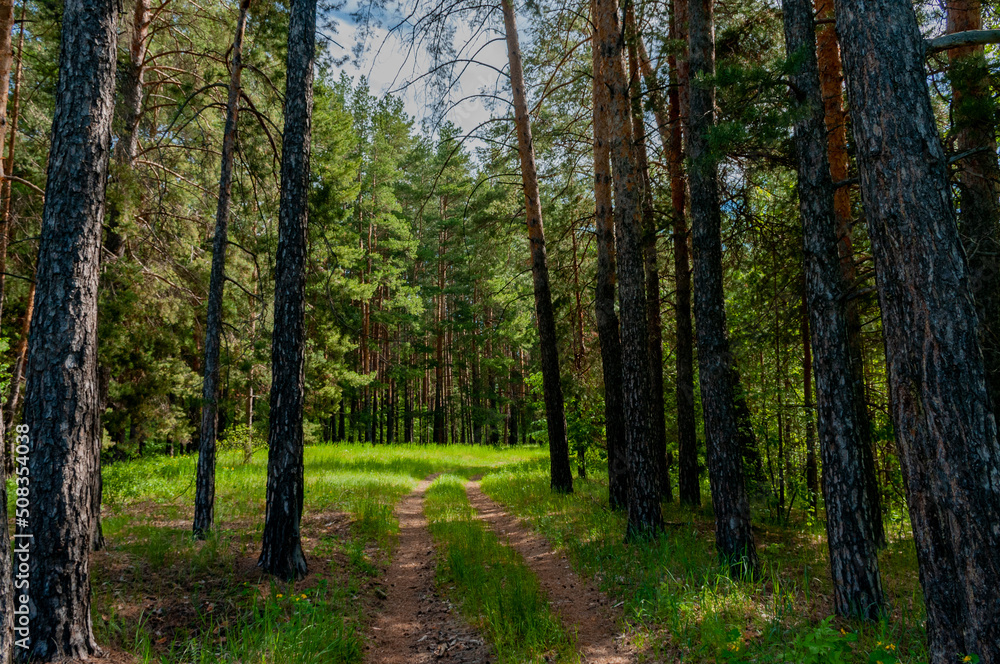 Morning forest in Samarskaya Luka National Park on a May morning! Morning forest in Samarskaya Luka National Park on a May morning!