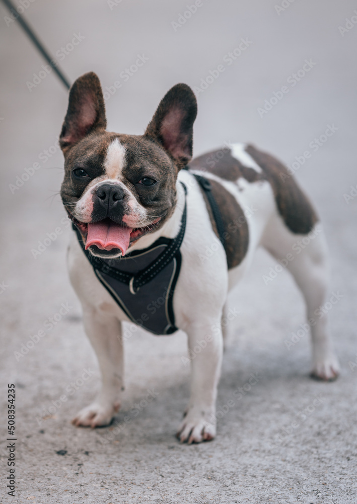 french bulldog puppy on white