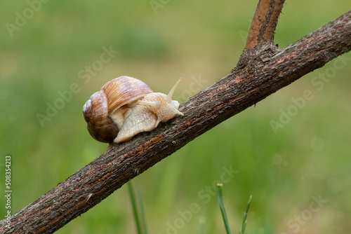 Grape snail sits on a branch.Clam invertebrate.Deli meats and delicacies.