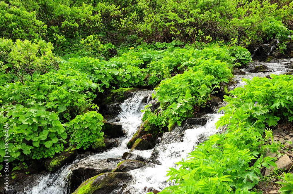 A small mountain stream flowing through thickets of bushes and stones. A small mountain stream flowing through thickets of bushes and stones.