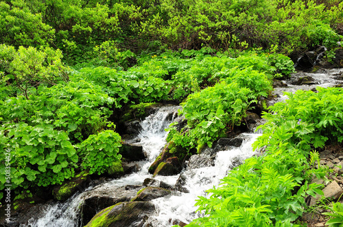 A small mountain stream flowing through thickets of bushes and stones.