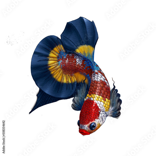 betta fish for make Illustration picture photo