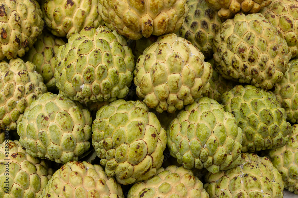 Custard apple fruits, Annona reticulata, are on display for sale at New Market area, Kolkata, West Bengal, India. Custard apple fruits, Annona reticulata, are on display for sale at New Market area, Kolkata, West Bengal, India.
