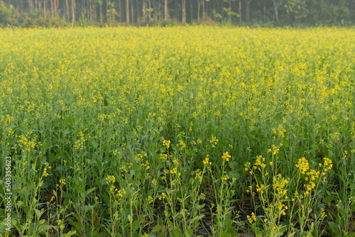 Winter morning - mustard plants field - yellow coloured agricultural field. Rural Indian scene.