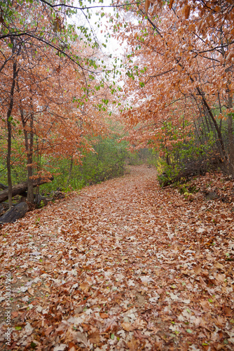 Leaves covering a large path through the forest on a fall day