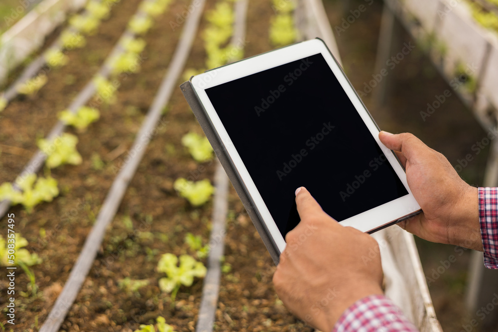 Agriculture uses production control tablets to monitor soil quality and green oak vegetables at elevated vegetable plots. Smart farmer using a technology for studying and development agricultural. Agriculture uses production control tablets to monitor soil quality and green oak vegetables at elevated vegetable plots. Smart farmer using a technology for studying and development agricultural.