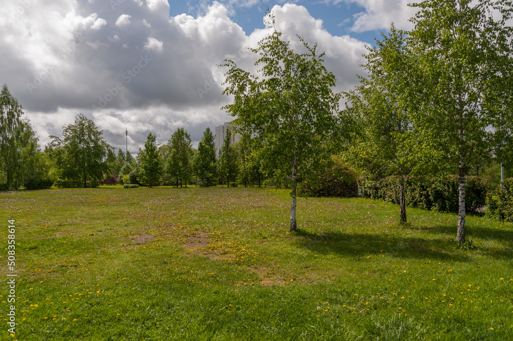Obraz premium A clearing with dandelions and birches