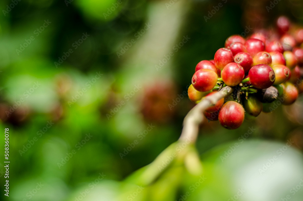 Obraz premium Colombia, sus colores y aromas