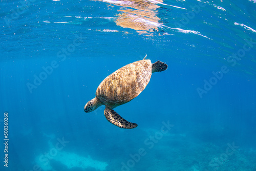 Sea turtles in the ocean