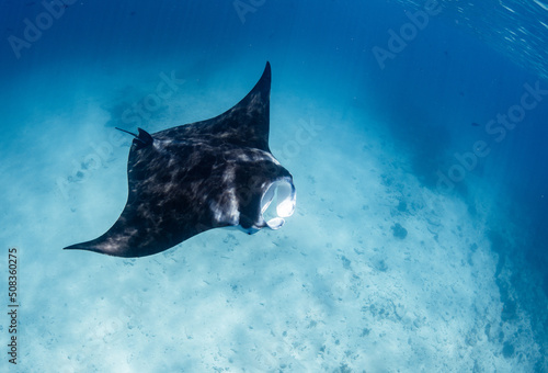 beautiful manta ray swimming in the clear ocean near the surface in shallow water with sun rays at the healthy coral reef 
