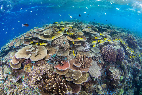 healthy coral reef with fishes photo