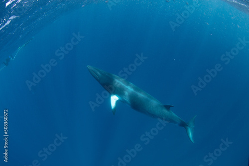 Minke whale swimming in the ocean