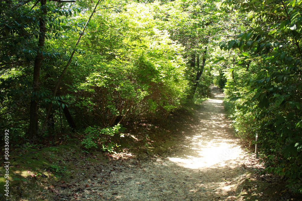 光差し込む山道 光差し込む山道