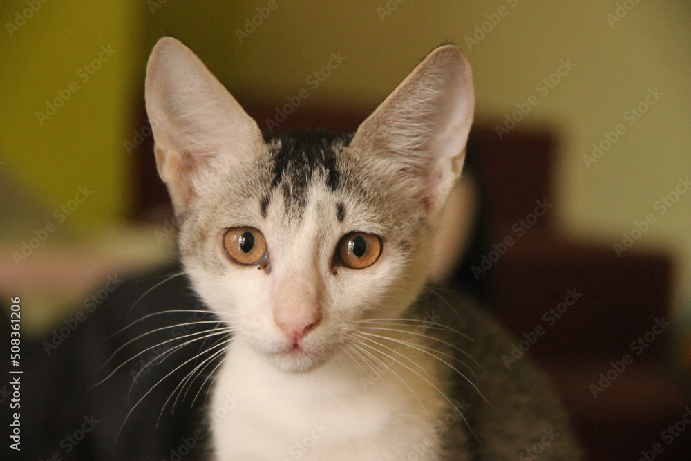Indian Kitten Portrait Indian Kitten Portrait