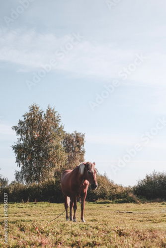 Beautiful brown horse grazing on field in summer day © Yurii Kushniruk