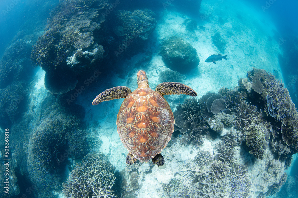 Obraz premium green sea turtle