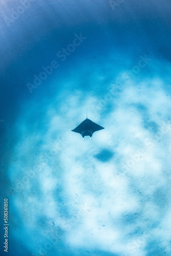 manta ray