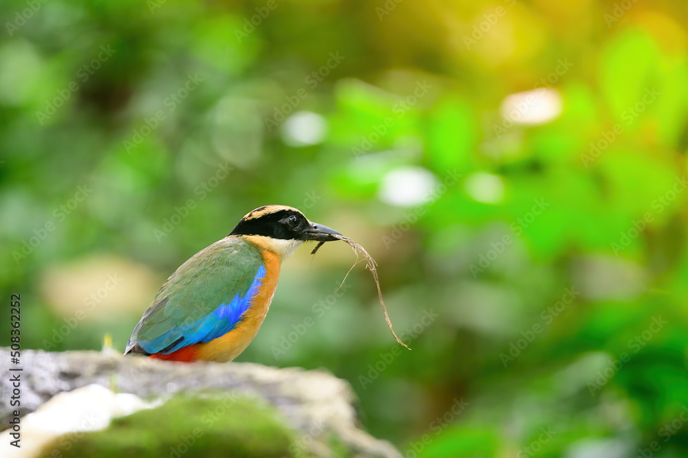bluewingedpitta a kind of bird that bird watchers pay attention because of the beautiful colors and its beautiful singing voice bluewingedpitta a kind of bird that bird watchers pay attention because of the beautiful colors and its beautiful singing voice