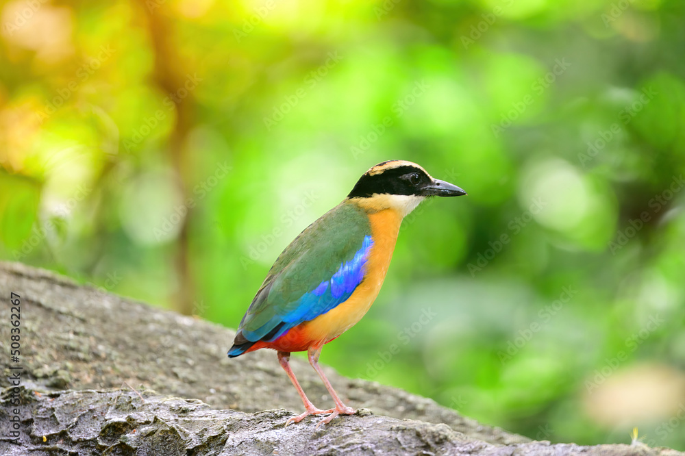 bluewingedpitta a kind of bird that bird watchers pay attention because of the beautiful colors and its beautiful singing voice bluewingedpitta a kind of bird that bird watchers pay attention because of the beautiful colors and its beautiful singing voice