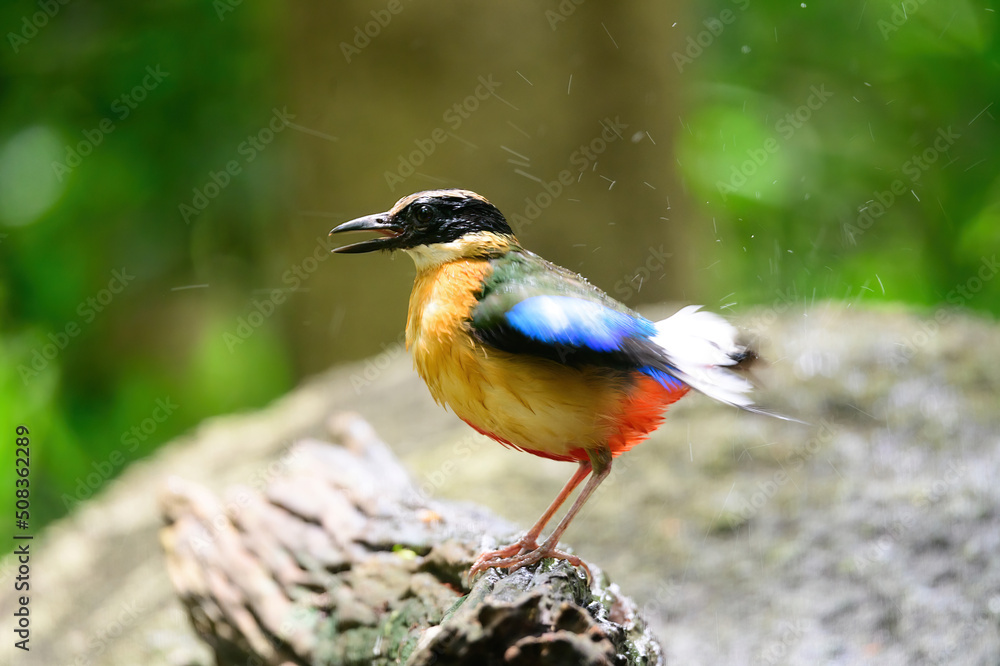 Obraz premium bluewingedpitta a kind of bird that bird watchers pay attention because of the beautiful colors and its beautiful singing voice