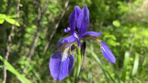 Iris sanguinea アヤメ 菖蒲 photo