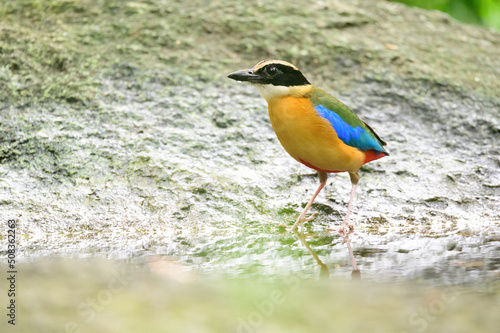 bluewingedpitta a kind of bird that bird watchers pay attention because of the beautiful colors and its beautiful singing voice