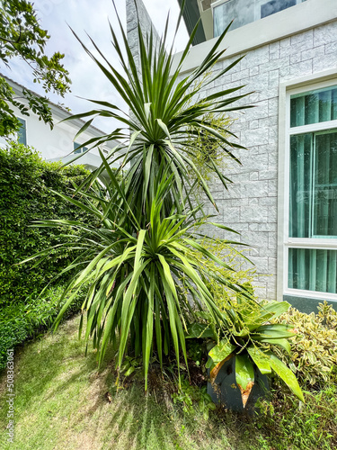 Blooming Dracaena cochinchinensis (Lour.) S.C.Chen. flower on tree , tropical tree of asia photo