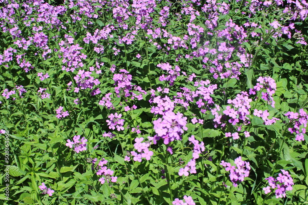 field of pink flowers