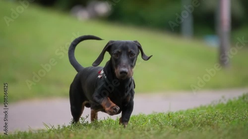 Small dachshund dog running towards the camera in the park. Slow motion.  photo