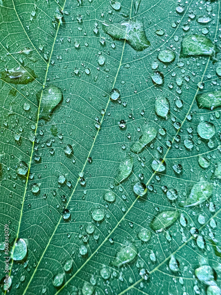 Fototapeta premium Dew drops water on green leaf in garden