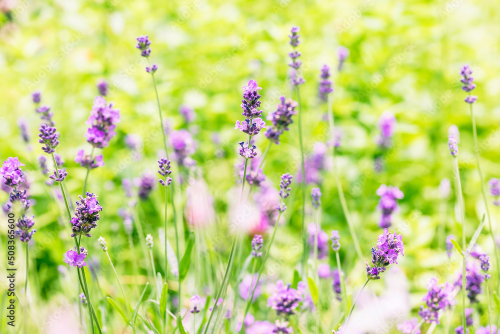 Soft focus on lavender flower Soft focus on lavender flower