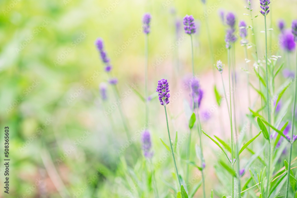 Fototapeta premium Soft focus on lavender flower
