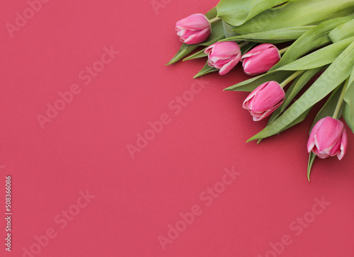 Fototapeta Naklejka Na Ścianę i Meble -  .Fresh tulips.