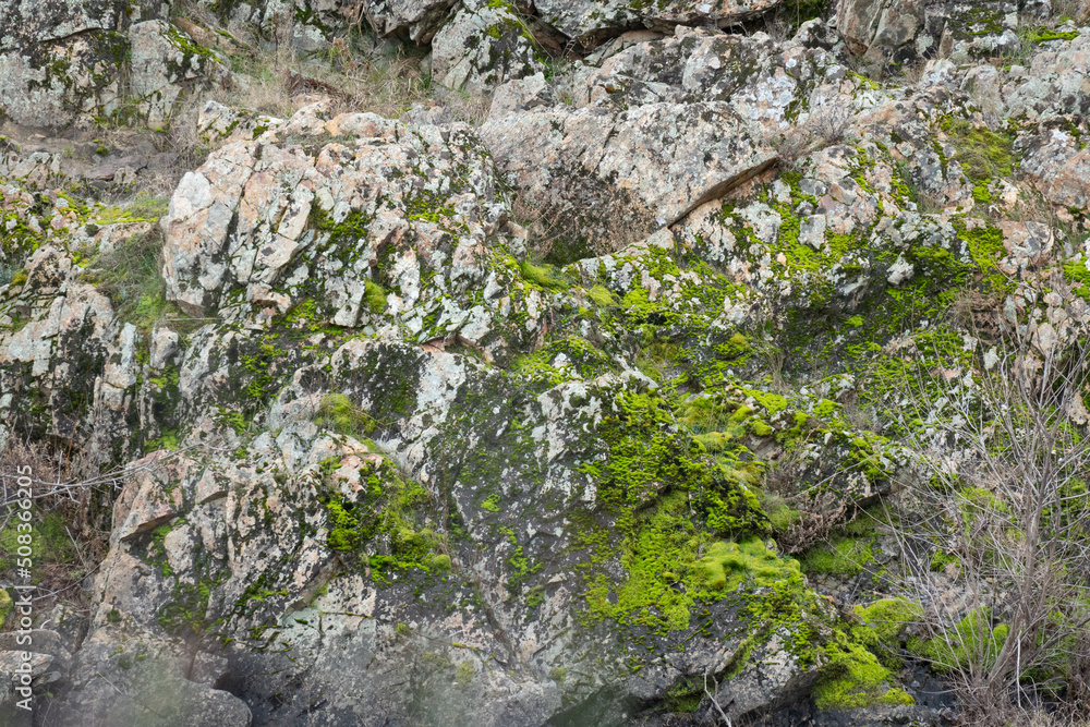 Obraz premium Moss and lichen growing on rock