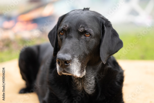 old senior black labrador retriever portrait